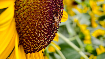 Macro shot of honeybee collecting nectar from the center of vibrant yellow sunflower featuring With backdrop of many sunflowers in blurred garden and a bright summer day