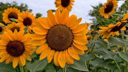 Vibrant close-up of blooming golden yellow sunflower in field featuring detailed brown seed center and lush green leaves under soft natural sky. Perfect for summer or floral themes
