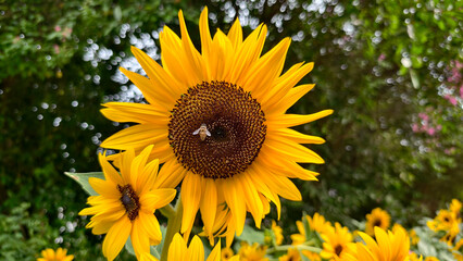 Macro shot of honeybee pollinating a vibrant yellow sunflower. Detailed close-up of the flower's dark center and petals against  soft blurred green natural background
