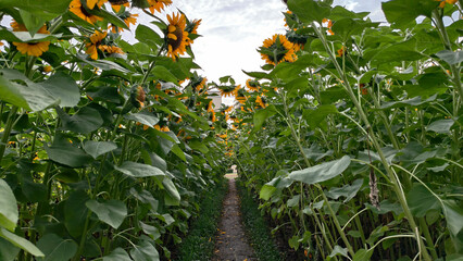 Scenic narrow dirt path winds through a lush field of tall blooming sunflowers with vibrant yellow petals and green leaves. Peaceful landscape perfect for nature and summer themes