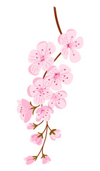 Cherry blossom sakura branch with soft pink flowers and buds illustrated in clean flat vector style isolated on white background. Concept of spring renewal