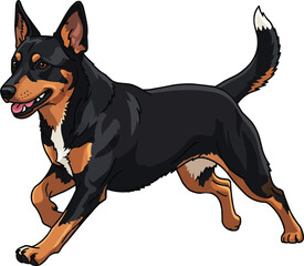 Lancashire Heeler dog running energetic playful movement