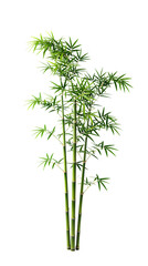 Obraz premium Tall Green Bamboo Stalks With Leaves