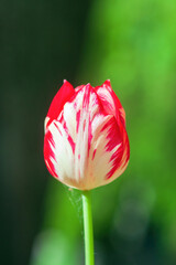 Closeup red and white striped tulip 'Happy Generation' bloom