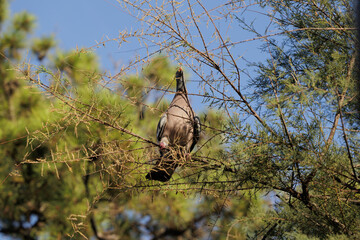 Colombaccio adulto in equilibrio sui rami sottili di un piccolo albero in primo piano, mentre cerca di afferrare col becco alcune bacche, in un ambiente naturale, di giorno, in estate