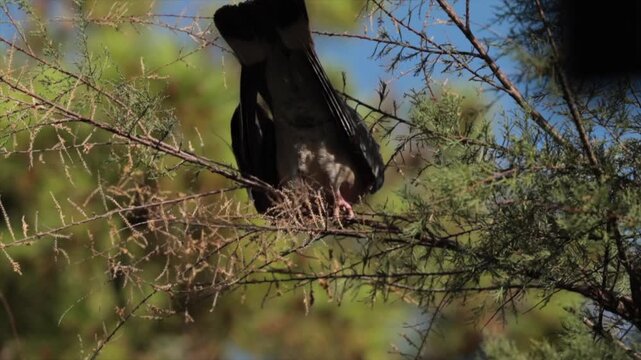Colombaccio (Columba palumbus) che spicca il volo dal ramo di un piccolo albero, all'aperto, in un ambiente naturale, di giorno, in estate