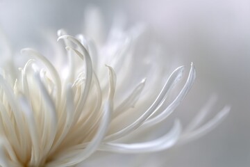 White flower petals macro close up with soft light