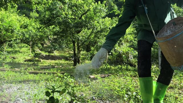 Farmer wearing protective gloves and rubber boots while spreading agricultural lime at Moc Chau Vietnam, soil treatment after plum harvest.
