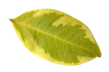 Natural green leaf with clear vein pattern isolated on white background, minimal botanical composition.