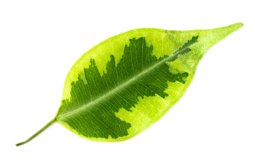 Close-up of a fresh green leaf isolated on white background with visible veins and natural texture.