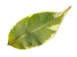 Single green leaf isolated on white background showing detailed structure, veins, and organic surface.