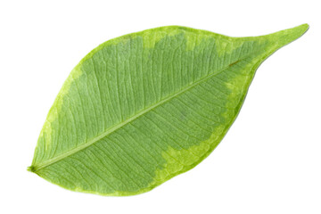 Fresh tropical green leaf isolated on white background with detailed veins and smooth organic texture.