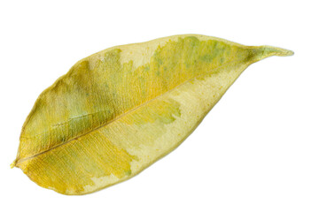 Minimalist botanical image of a green leaf isolated on white background with fine vein details.