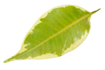Botanical close-up of a green leaf isolated on white background highlighting natural veins and texture.