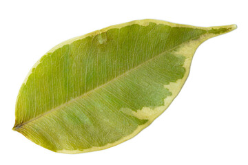 Single fresh green leaf isolated on white background with visible vein structure and natural surface.