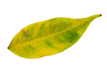 Detailed green leaf isolated on white background, showcasing organic texture, veins, and fresh color.