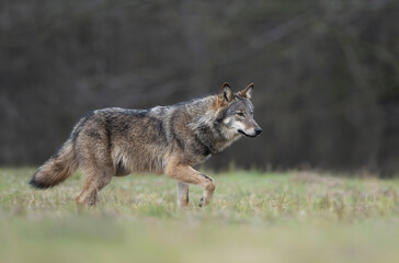 Obraz premium Grey wolf ( Canis lupus ) close up