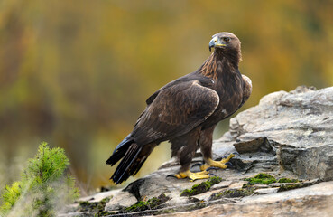 Golden Eagle (Aquila chrysaetos) close up