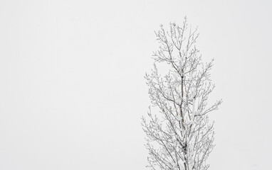 Mountain laWinter landscape on a mountain with trees and snow in Serbia