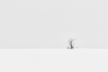 Mountain laWinter landscape on a mountain with trees and snow in Serbia