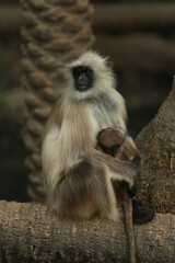 monkey / langur with his baby portrait