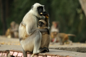 langur / momkey eating something with his baby portrait