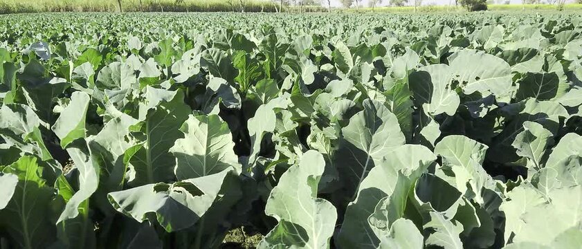 Green cauliflower field at sunrise with dew on cabbage leaves video.