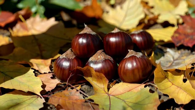 evocative 4K close up nature video focusing on glossy shiny shells of freshly fallen chestnuts nestled among array of colorful dry fallen leaves perfectly capturing aes tic essence and transition of