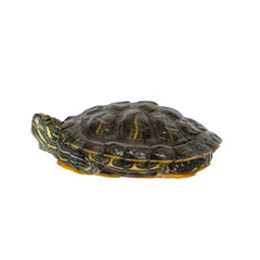 Obraz premium Side view of a turtle with detailed shell pattern on white background