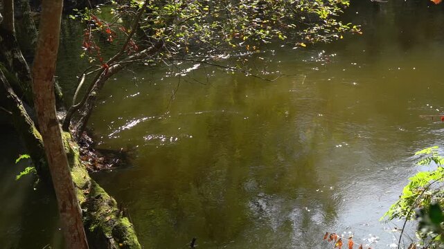 Eau calme et scintillante au Courant d&rsquo;Huchet en slow motion