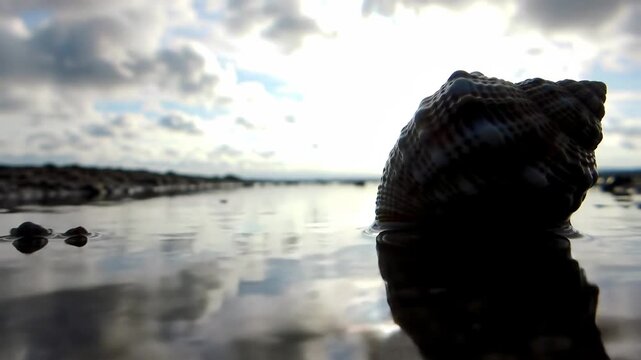 Seashell floats in tranquil water with cloudy sky background, usable for beach or nature themes