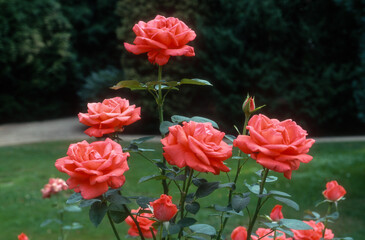 Obraz premium Rose