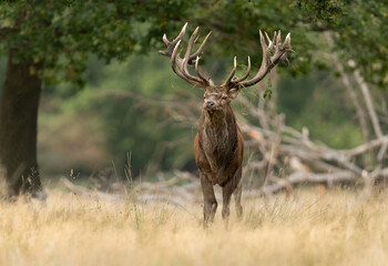 Obraz premium Deer male buck ( Cervus elaphus ) during rut