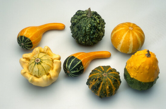 Courge, Coloquinte, cucurbita
