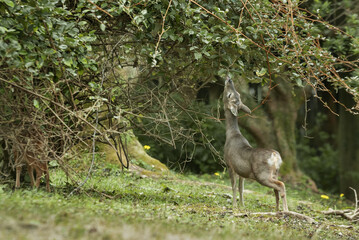 roe deer © kevin