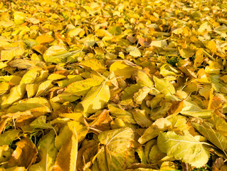 A beautiful autumn scene with trees and leaves on the ground. The leaves are scattered all over the ground, creating a colorful and peaceful atmosphere