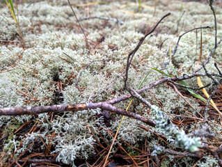 White moss massive landscape - textured gray natural background. Field surface of bushes gray meadow. Array of fairy tale.