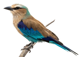 Fototapeta premium Beautiful lilac breasted roller bird perched on a branch isolated on transparent background