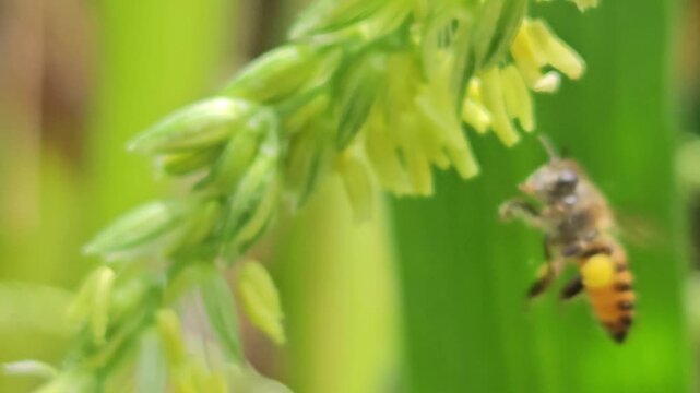 Macro Close Up of Honey Bee Collecting Pollen from Corn Flower, Pollination on Corn Crop, Agriculture, Nature