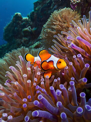 Clownfish and corals in the sea	