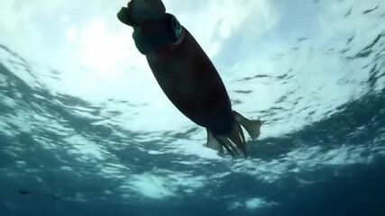 Underwater squid swims up, bright sun above, deep blue ocean, for marine, educational, or media use