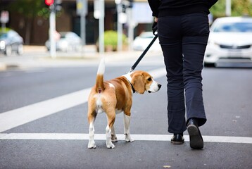 Beagle dog on a black leash walking with a person across an urban street at a crosswalk