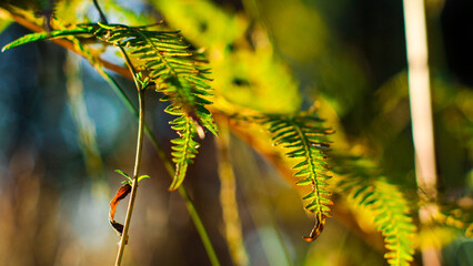 Foug&egrave;res dans la for&ecirc;t des Landes de Gascogne, pendant l'heure dor&eacute;e