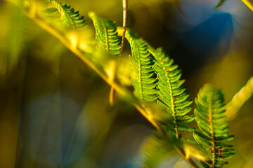 Foug&egrave;res dans la for&ecirc;t des Landes de Gascogne, pendant l'heure dor&eacute;e