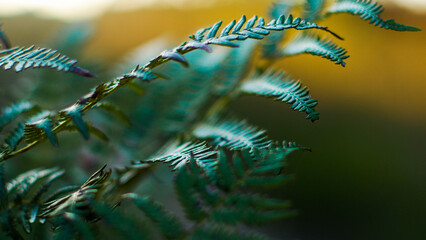 Foug&egrave;res dans la for&ecirc;t des Landes de Gascogne, pendant l'heure dor&eacute;e