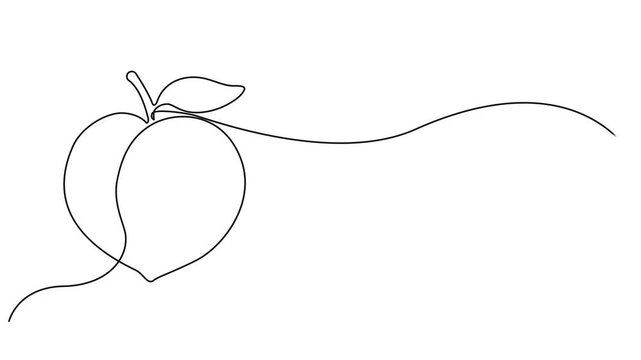 Animated self drawing of single continuous line draw whole healthy organic peach for orchard logo identity. Fresh fruitage concept for fruit garden icon. Full length one line animation illustration.