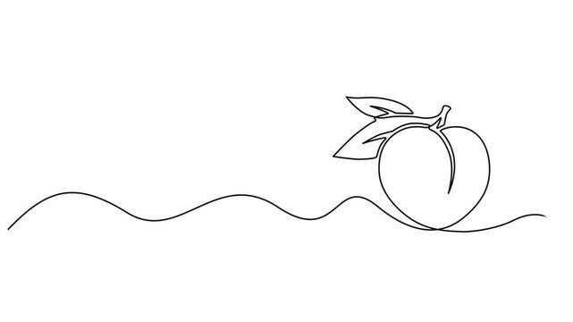 Animated self drawing of single continuous line draw whole healthy organic peach for orchard logo identity. Fresh fruitage concept for fruit garden icon. Full length one line animation illustration.