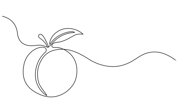 Animated self drawing of single continuous line draw whole healthy organic peach for orchard logo identity. Fresh fruitage concept for fruit garden icon. Full length one line animation illustration.