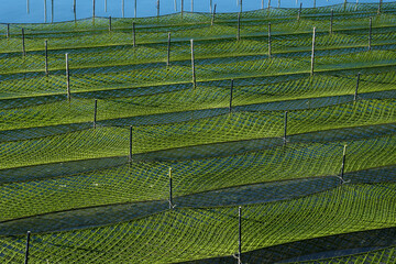 海苔の養殖が盛んな伊勢志摩の海