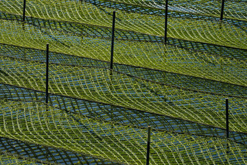 海苔の養殖が盛んな伊勢志摩の海